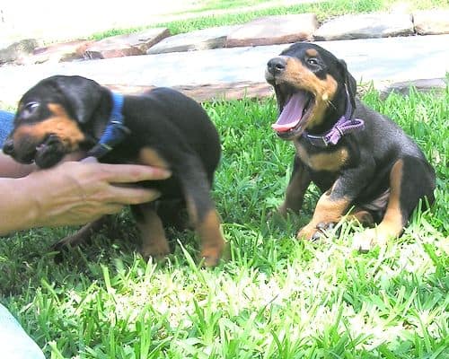 Dobe pups