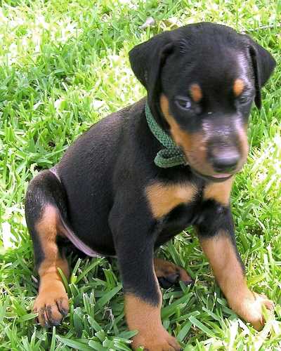 Doberman puppy