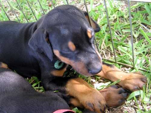 Doberman puppy