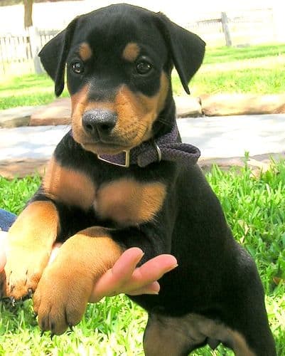 Doberman puppy