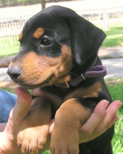 Doberman puppy