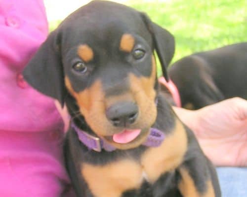 Doberman puppy