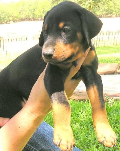 Doberman puppy