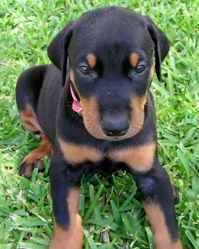 Doberman puppy