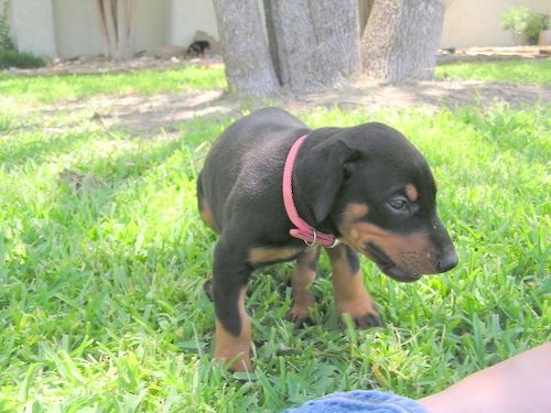 Doberman puppy