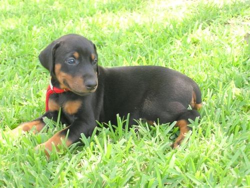 Doberman puppy