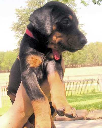 Doberman puppy