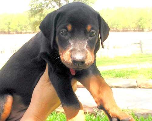 Doberman puppy