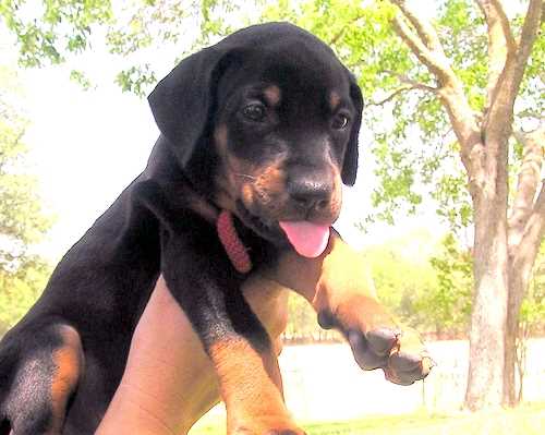 Doberman puppy