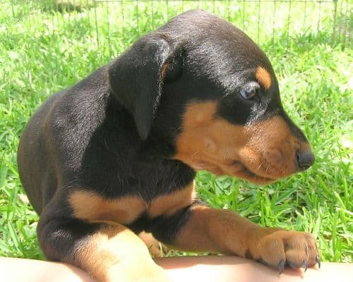 Doberman puppy