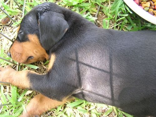 Doberman puppy