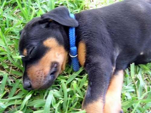 Doberman puppy