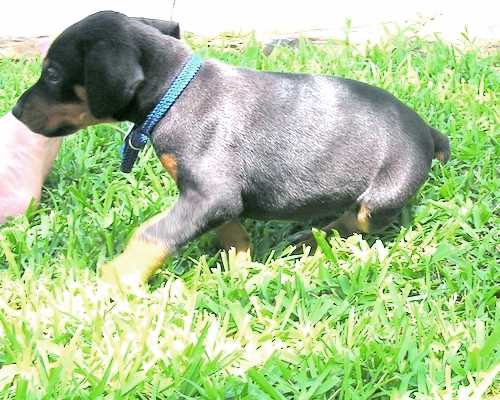 Doberman puppy