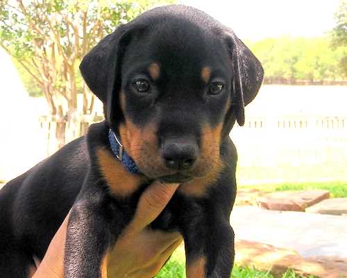 Doberman puppy