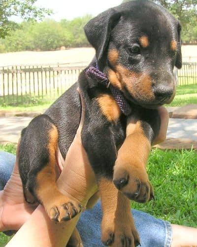 Doberman puppy