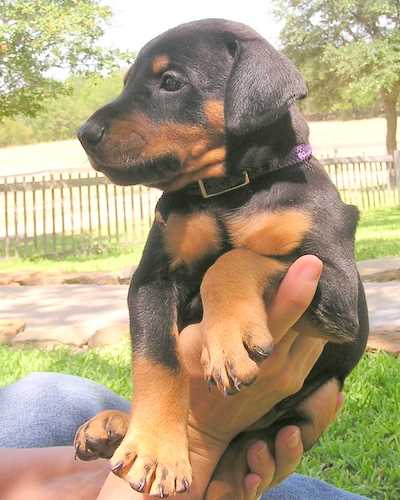 Doberman puppy