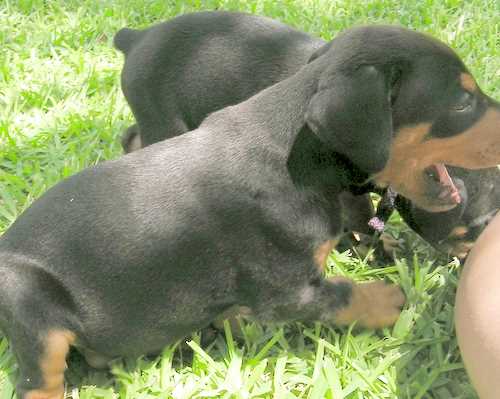 Doberman puppy