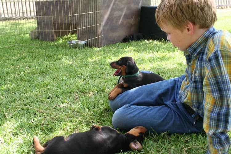 Buster family with Dobermans