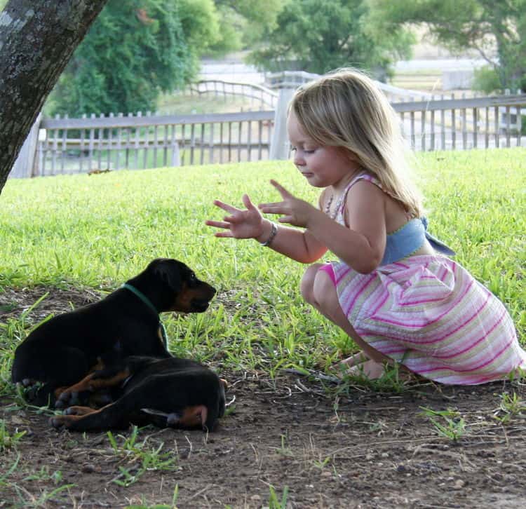 Dobe puppies