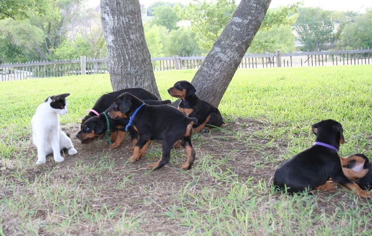 Dobe puppies