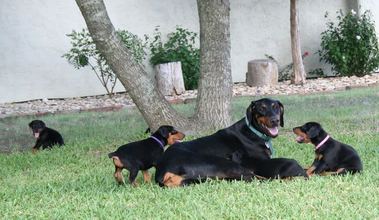 Dobe puppies