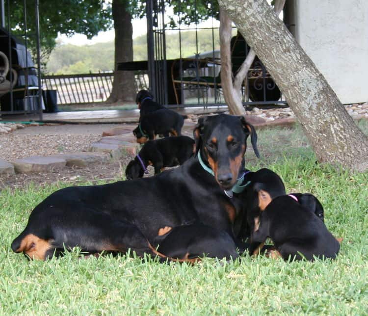 Dobe puppies