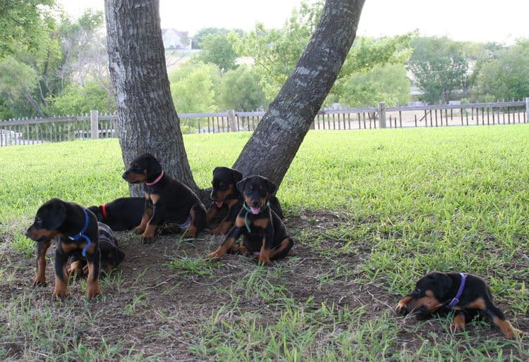 Dobe puppies