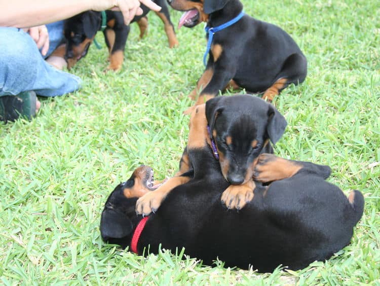 Dobe puppies