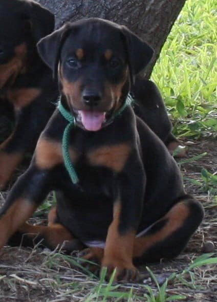 Doberman pup