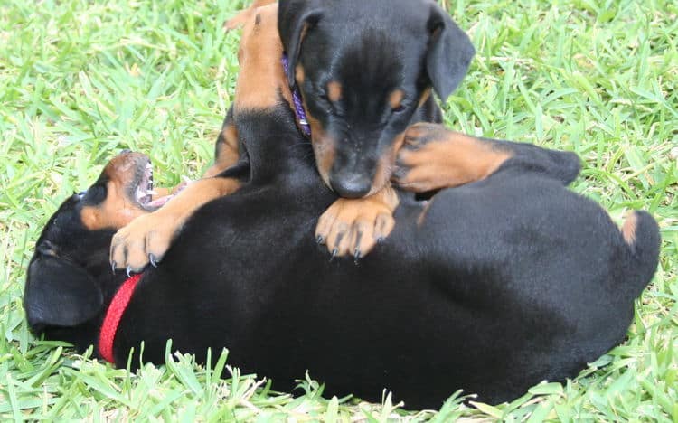 doberman puppy