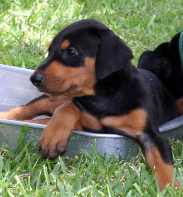 doberman puppy