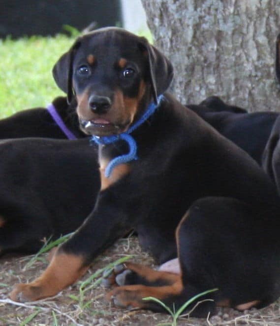 Doberman pup