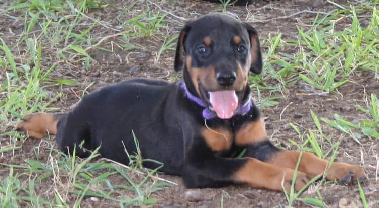 doberman puppy