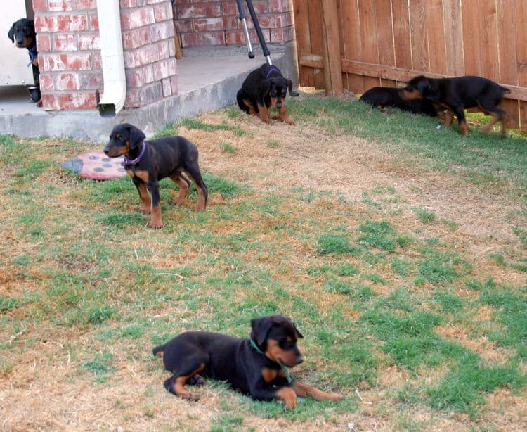 dobie puppies