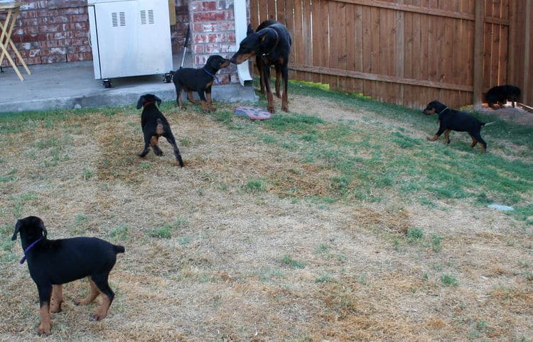 dobie puppies