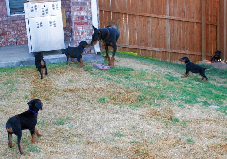 dobie puppies