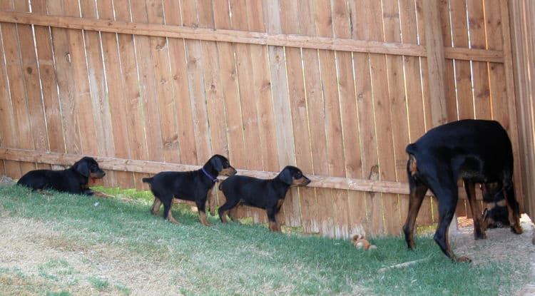 dobie puppies