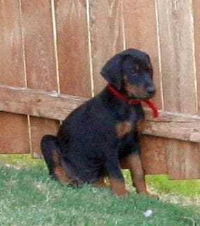 doberman pup