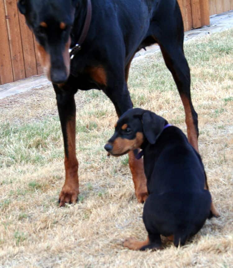 dobe pup