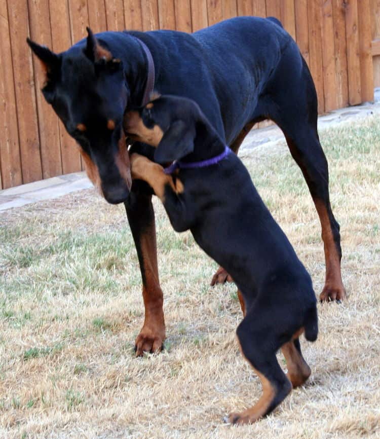 dobie puppy