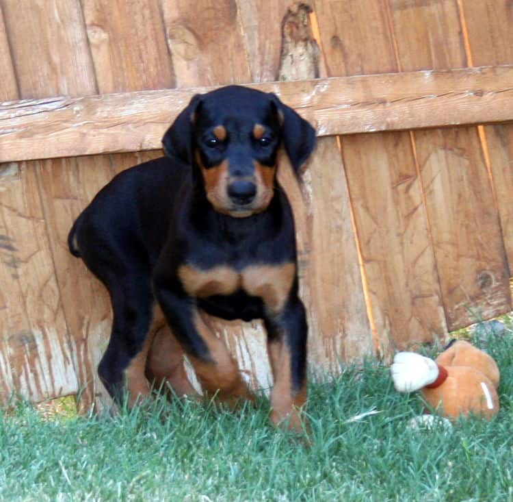 doberman pup