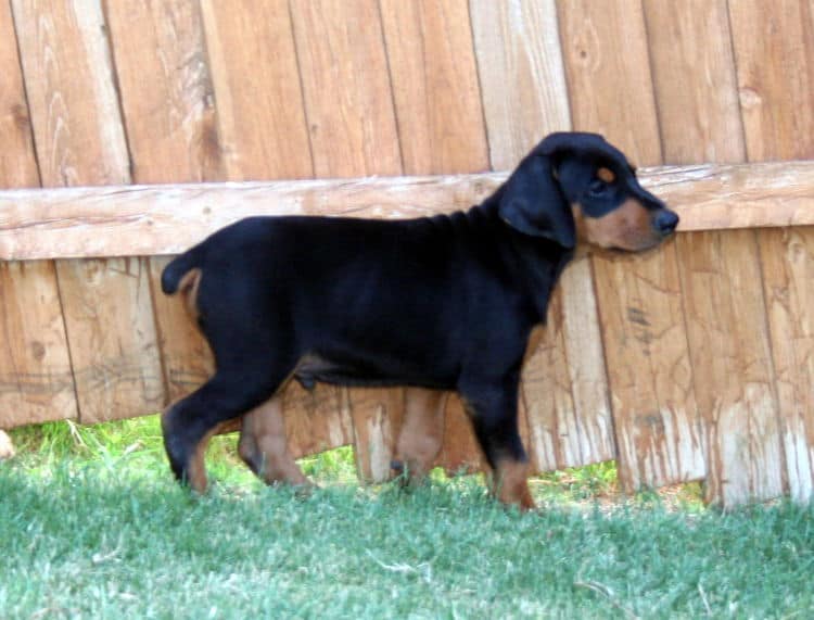 doberman pup