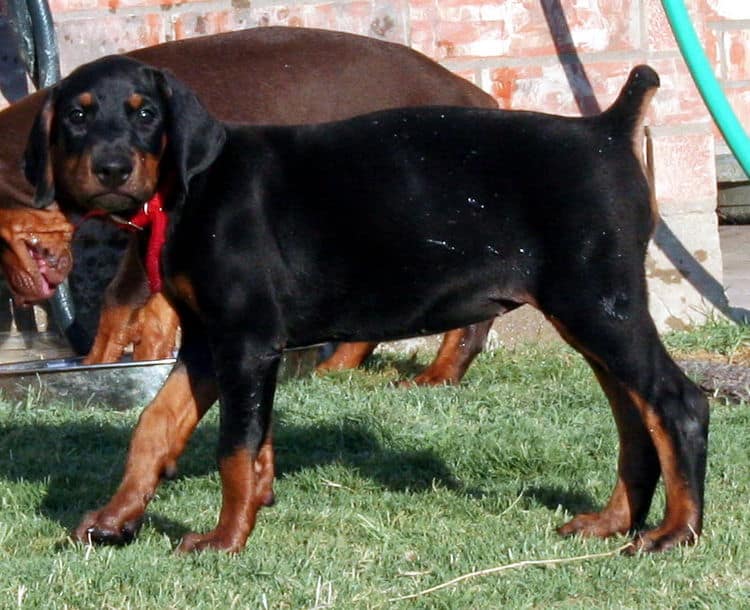 dobe pup