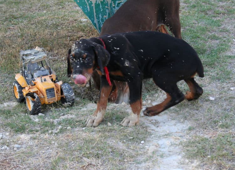 Doberman puppy