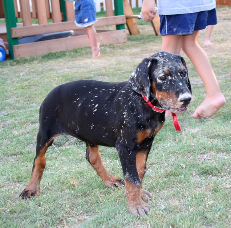 Doberman puppy