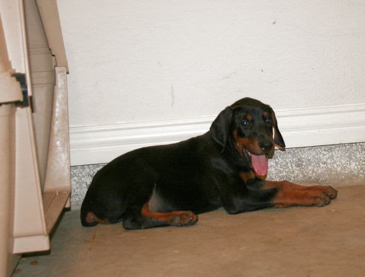 Doberman puppy