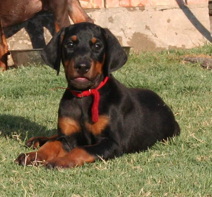 dobe pup