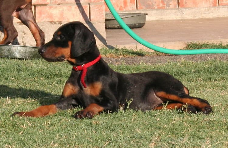 dobe pup