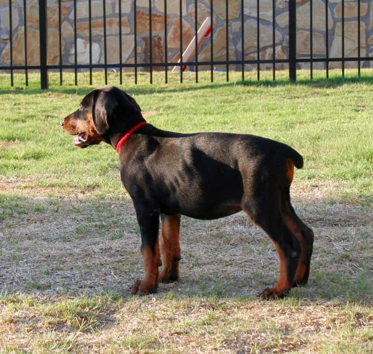 dobe pup