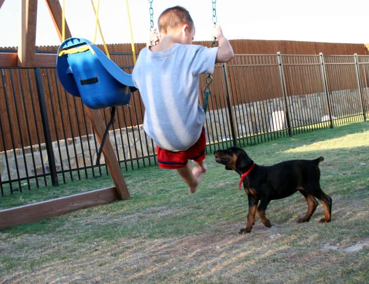 dobe pup